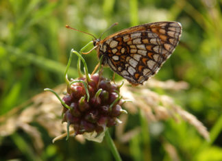 Ausflugstipp: Tropische Schmetterlinge in Szeged