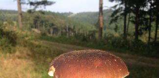 Ungarn produziert immer mehr Pilze