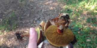 Pilzsammler können jetzt nochmal zuschlagen!