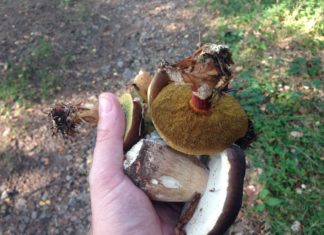 Die Pilzsaison im Herbst in Ungarn