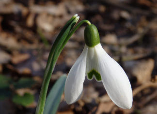 Wetter in Ungarn: Neuer Temperaturrekord