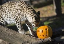 Panther ohne Angst vor Halloween in Nyireghyháza