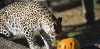 Panther ohne Angst vor Halloween in Nyireghyháza