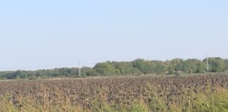 Schlechte Sonnenblumenernte in Ungarn