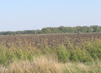 Schlechte Sonnenblumenernte in Ungarn