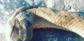 Ringelnatter über den Weg gekrochen