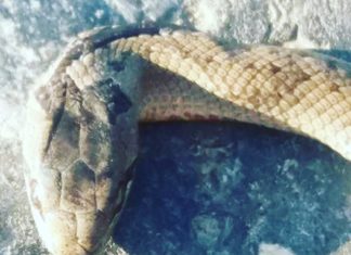 Ringelnatter über den Weg gekrochen