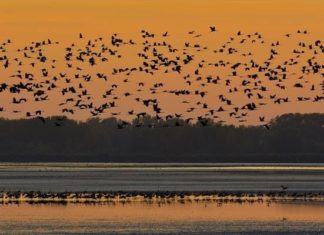 Kraniche starten in der Puszta