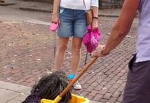 Das wohl beste Halloweenkostüm? Hund oder Mop?