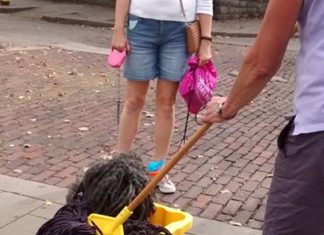 Das wohl beste Halloweenkostüm? Hund oder Mop?