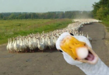 Gänse Festival in Kiskunfélegyháza am 7. und 8. September