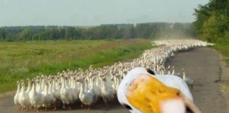 Gänse Festival in Kiskunfélegyháza am 7. und 8. September