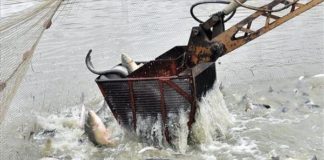 Ungarns Teiche werden abgefischt – Karpfen und Co sind gefragt