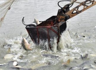 Ungarns Teiche werden abgefischt – Karpfen und Co sind gefragt