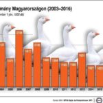 Gaense-Statistik-MTI