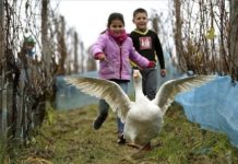 „Gans rette Dich“