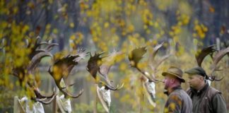 Jagdsaison in Nyiradony: Jäger stellen die Geweihe öffentlich aus