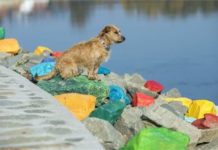 Bunte Steine in Szentendre