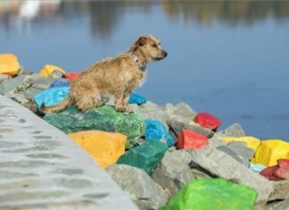 Bunte Steine in Szentendre