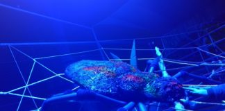 Am 31. August ist die Nacht des Zoos in Győr