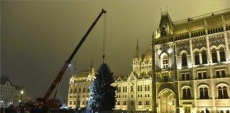 Ungarischer „Landesweihnachtsbaum” wird aufgestellt