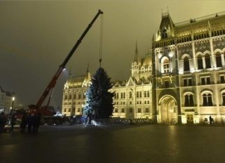 Ungarischer „Landesweihnachtsbaum” wird aufgestellt