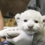 White South African lion (Panthera leo krugeri) cub