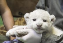 Weisser Löwe im Wildpark Szeged geboren!
