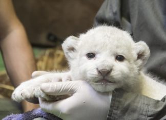 Weisser Löwe im Wildpark Szeged geboren!