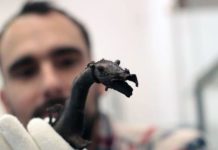 Ausstellung über Kelten in Szolnok