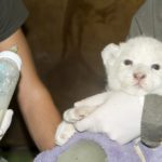 Feeding a white South African lion (Panthera leo krugeri) cub in Szeged Zoo