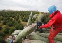 Im Komitat Vas werden die Weihnachtsbäume geerntet