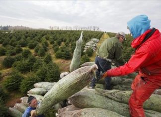 Im Komitat Vas werden die Weihnachtsbäume geerntet