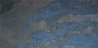 Neue Eisbärin im Tierpark Nyíregyháza