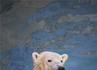 Neue Eisbärin im Tierpark Nyíregyháza