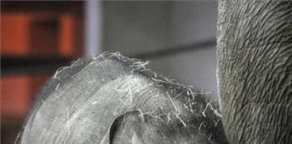 Budapester Elefant wurde von Rockgruppe adoptiert