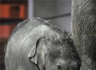Budapester Elefant wurde von Rockgruppe adoptiert