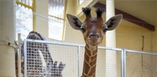 Giraffenbaby im Debrecener Zoo geboren!