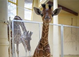 Giraffenbaby im Debrecener Zoo geboren!