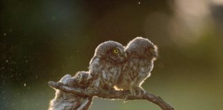 Ein ungarischer Fotograf hat das lustigste Tierfoto gemacht!