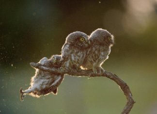 Ein ungarischer Fotograf hat das lustigste Tierfoto gemacht!