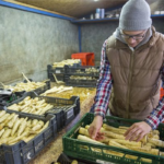 Makói petrezselyem gyökér