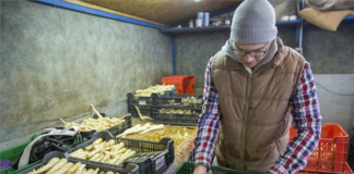 Europäische Kommission: Mako Petersilienwurzel erhält eine geschützte geografische Angabe