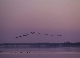 Wildgänse über dem Kis-Balaton