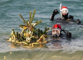 Weihnachtstauchen in Hegyeshalom