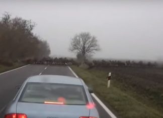 Krass! Hier galoppiert eine Megaherde Rehe und Hirsche über die Strasse!