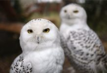 Schnee Eulen bereichern den Zoo in Debrecen