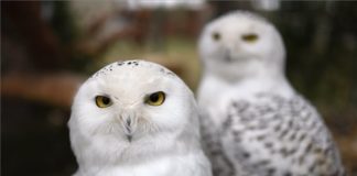 Schnee Eulen bereichern den Zoo in Debrecen