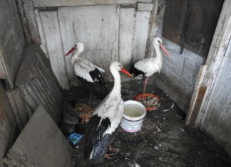 Drei Störchen im kalten Ungarischen Winter geholfen!