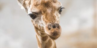 Giraffenbaby im Nyiregyhaza Zoo!